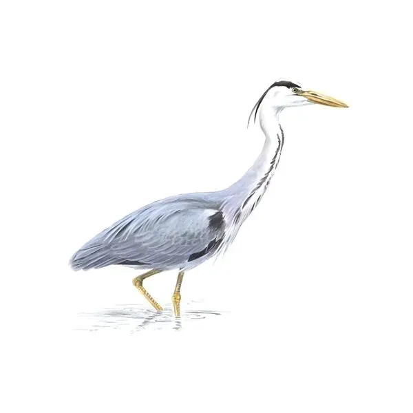Marson and the Herons