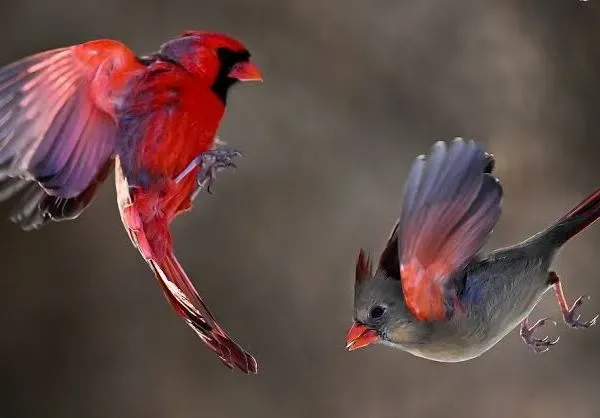 King of the Sky