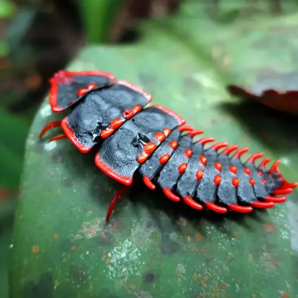 Villainous Insect
