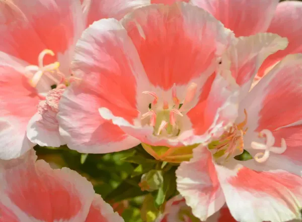 Clarkia
