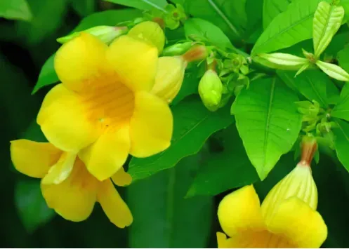 Allamanda