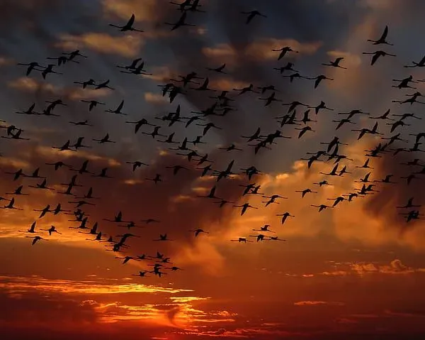 We fly in the sunset, together but each at it's own pace