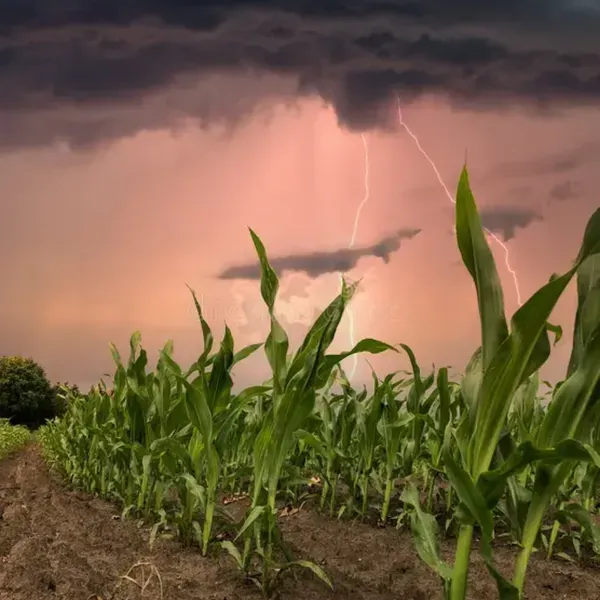 The Rustling of the Corn
