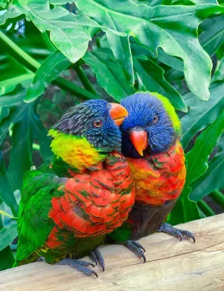 tenderly