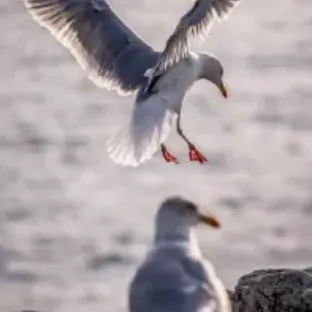 Jonathan Livingston
