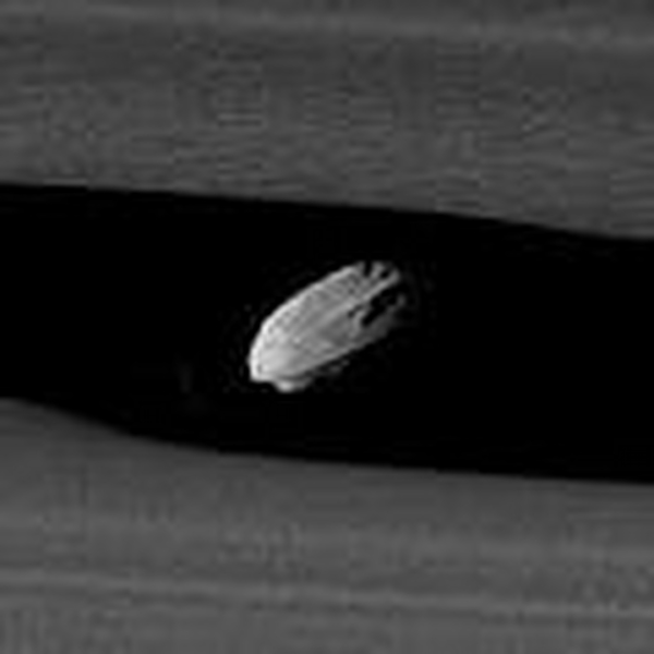 Daphnis