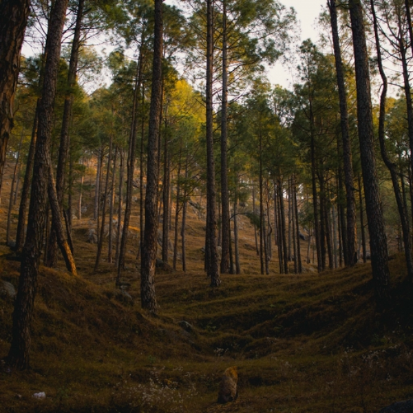 Forest 25