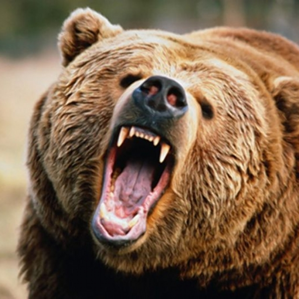 angry bear