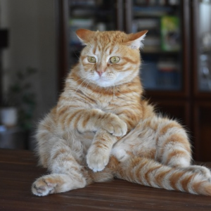 ~ Haowce Mewsik ~