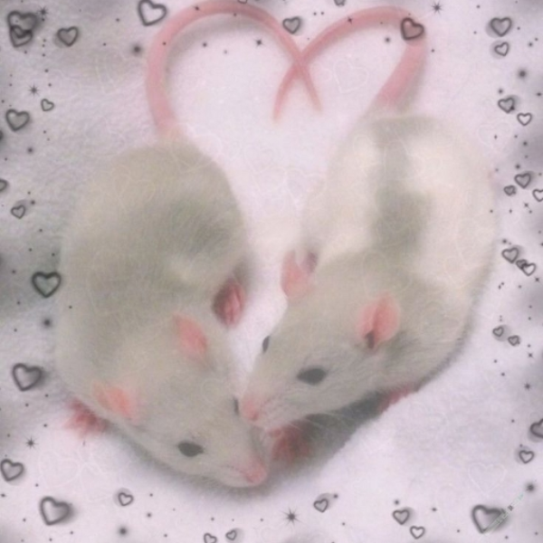Raturday Vibe (draft)