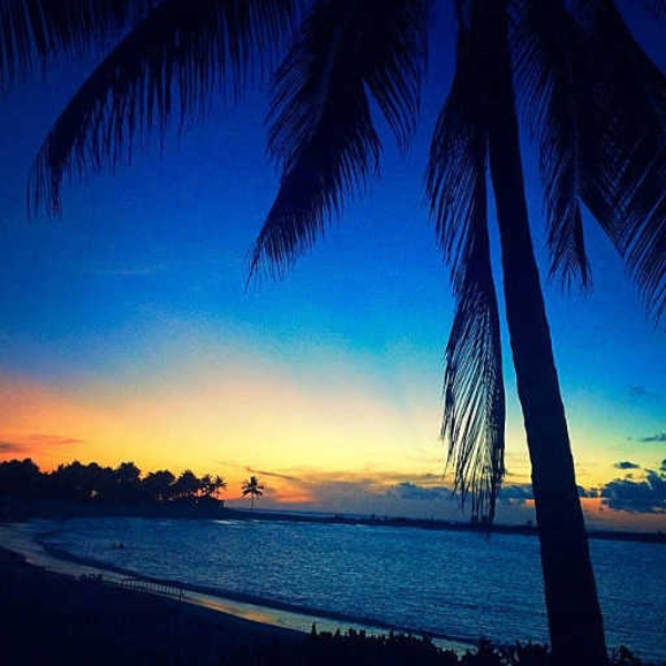 Tropical Vibes