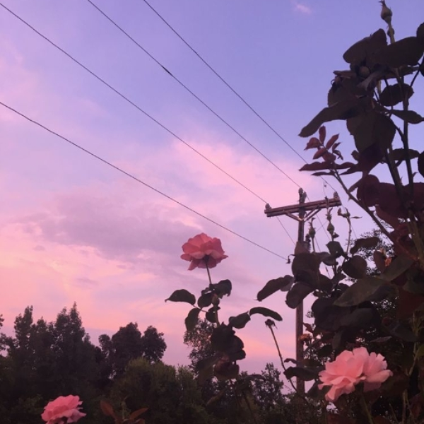 Rose (Original Mix)