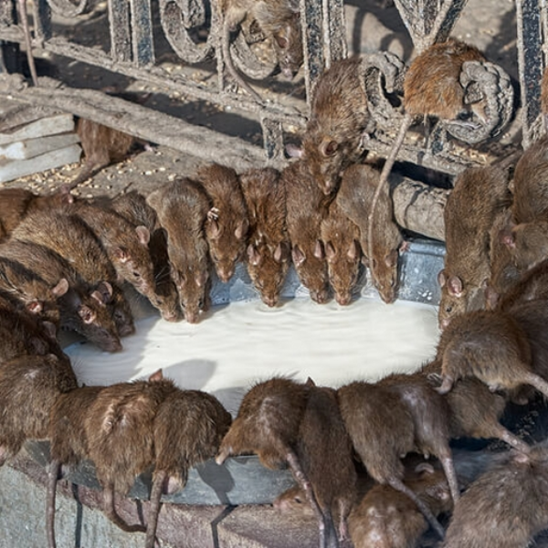 Rats-Drinking-Milk
