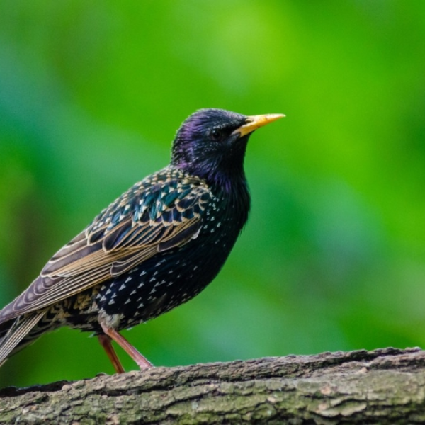 birdcore track4