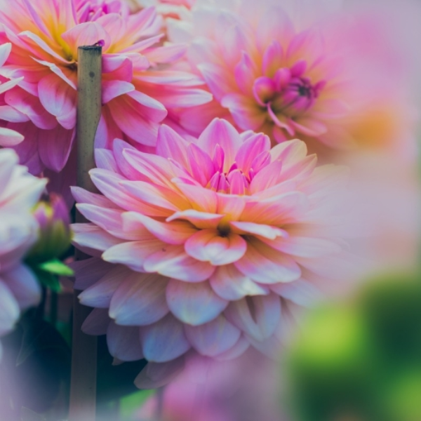 Blooming
