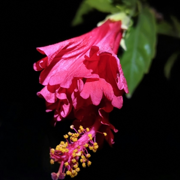 Bloom