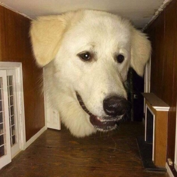Big Dog In Your House Theme