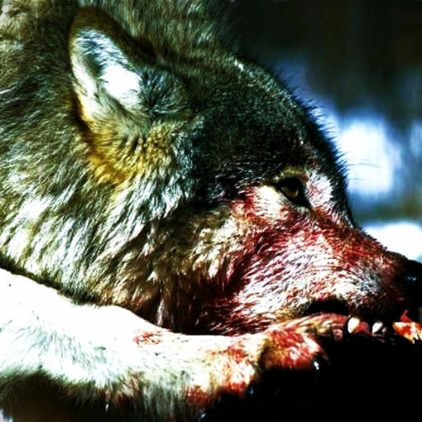 Aggressor
