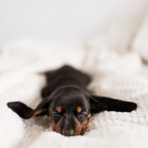 Lazy