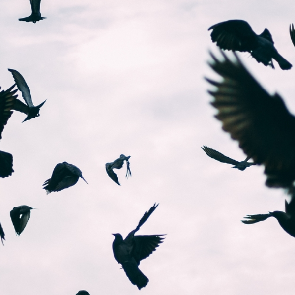 Pájaros | Birds
