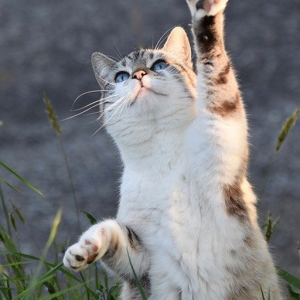 Standing Cat
