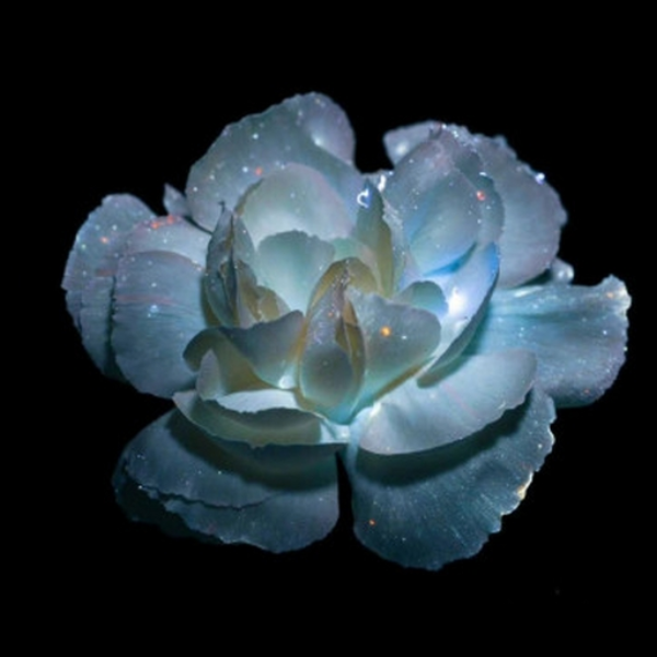 DIE FLOWER