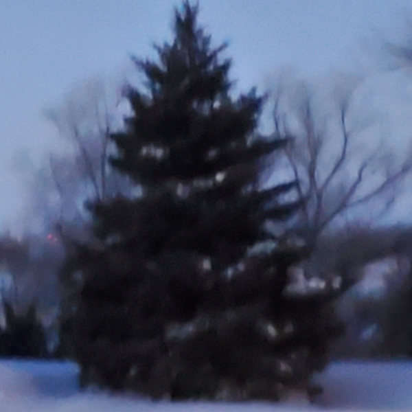 The Snow