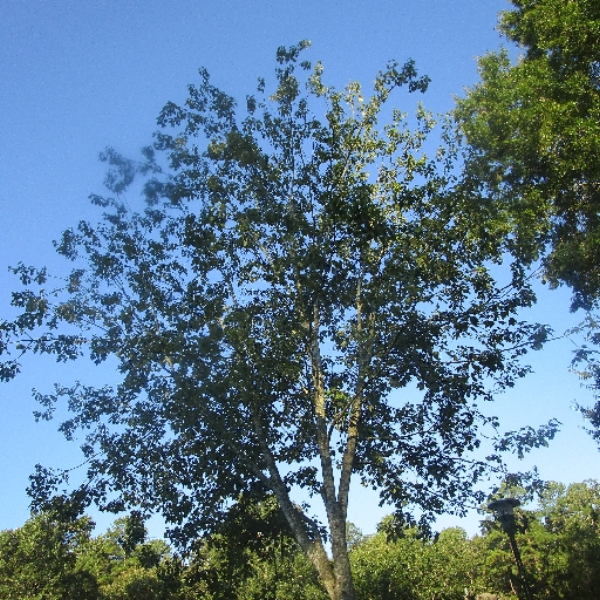 2010