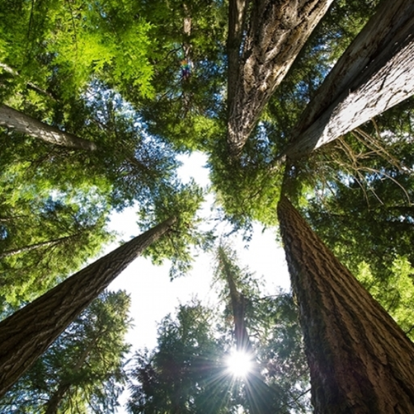 Cedar