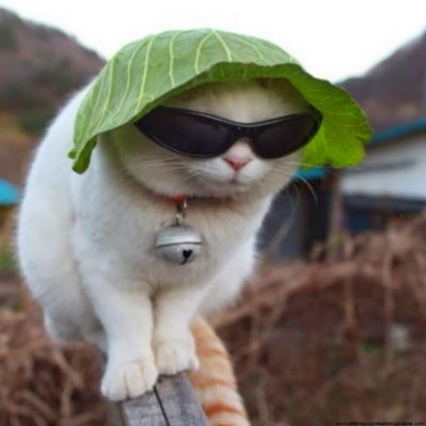 MeowMeow