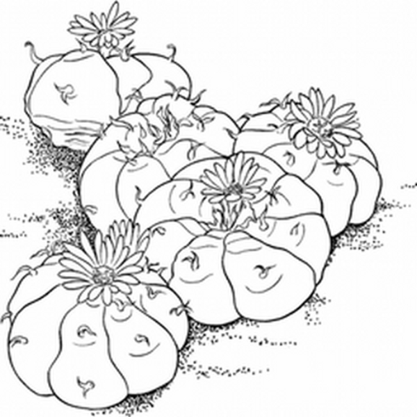 mitra
