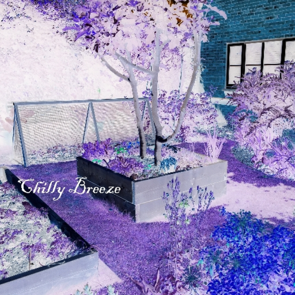 Chilly Breeze