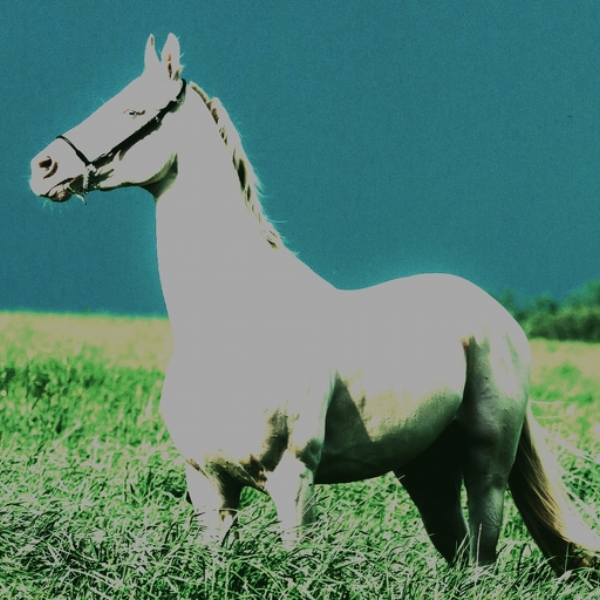 Horsing Around