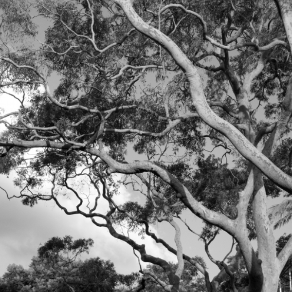 mycorrhizal network (no timeline)