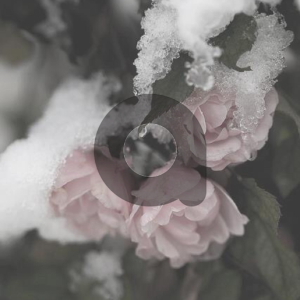 isomotus (pendragon at day entry)