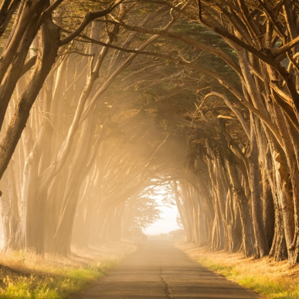 Forest 15