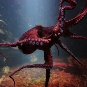 Far Out Octopus (AudiotoolMan & Meander) ATD22
