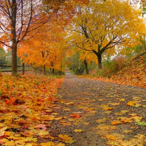 Fall in Love