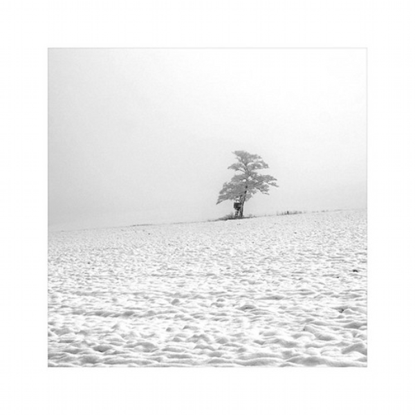 meadow
