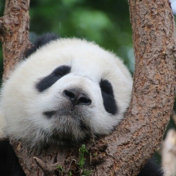 PANDA