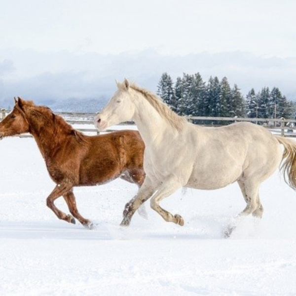 Racing Somewhere!