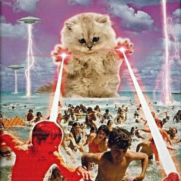 Die Katze