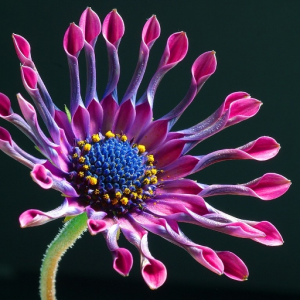 Osteospermum Cultivar