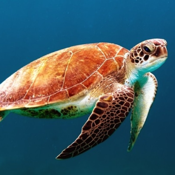 i like turtles