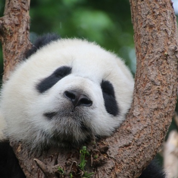 Sleepy Panda