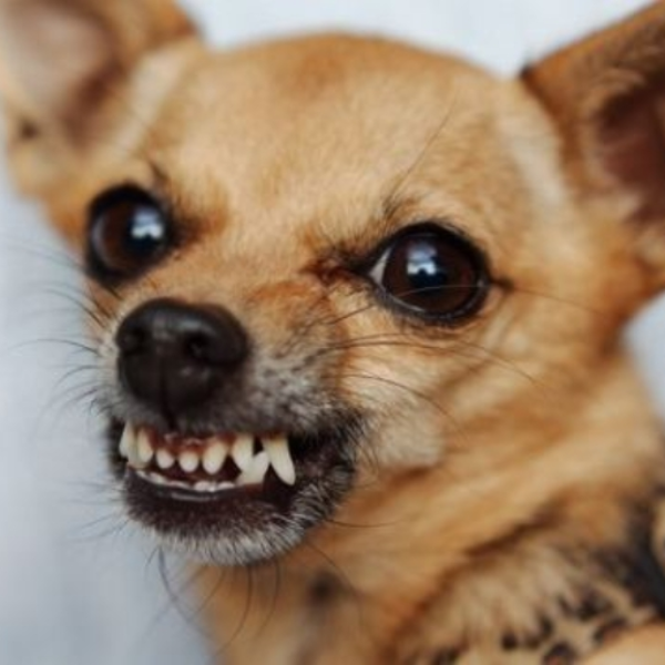 Drum Growl