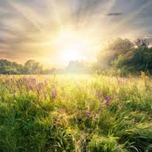 Sunny Morning