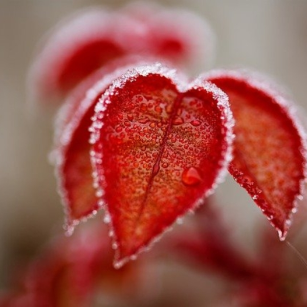 Red frost