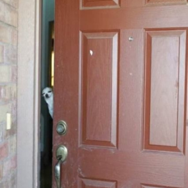 DOOR
