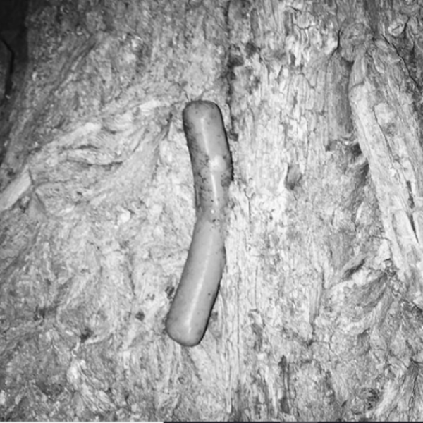 Free Range Turkey Sausage